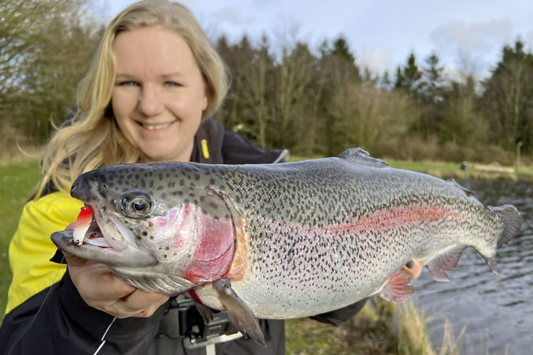 Forellenseen in Dänemark sind in der Regel gut besetzt! Aus einem solchen Fisch ergeben sich leckere, rotfleischige Filets. Foto: M. Kahlstadt