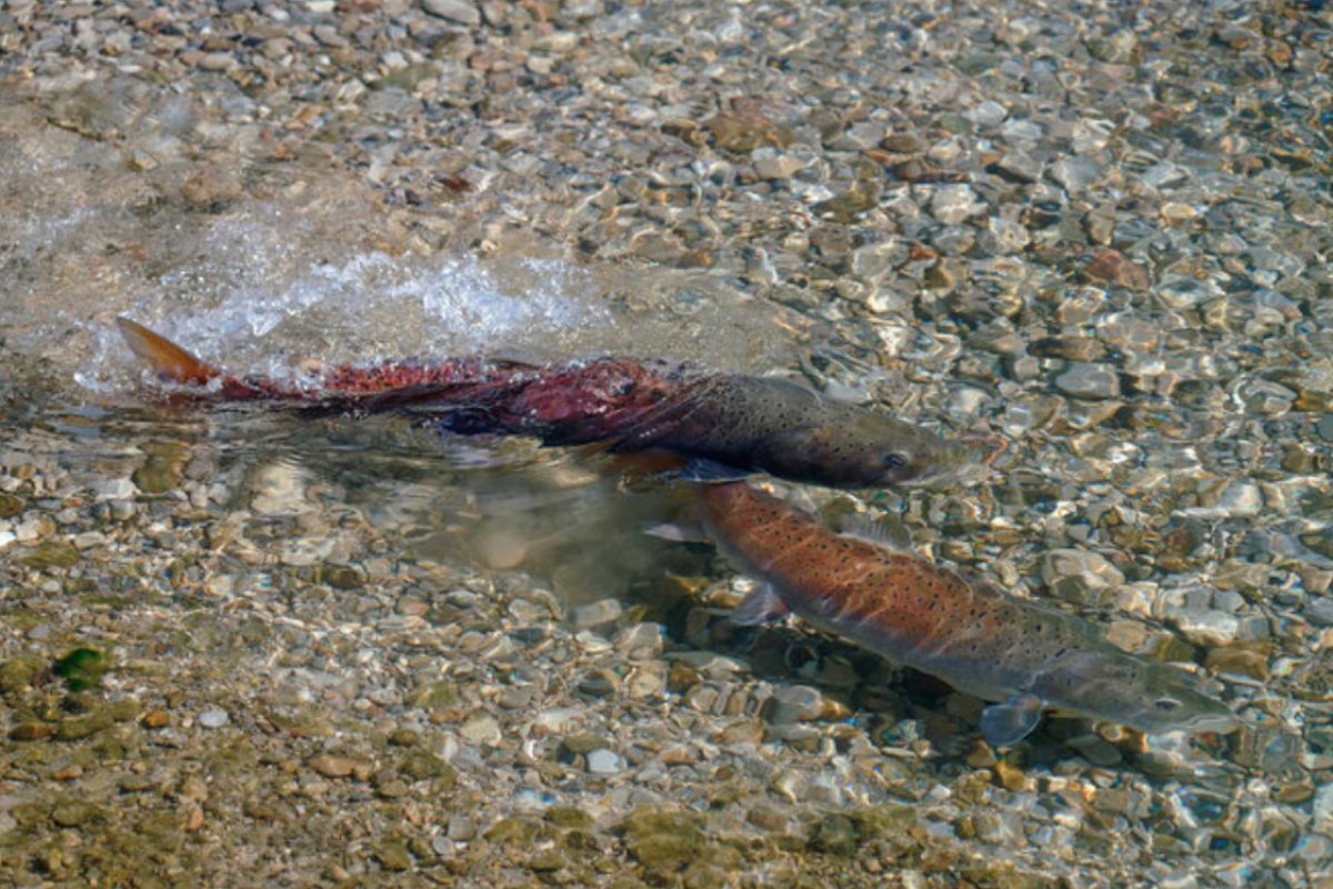 Noch gibt es in der Mur einen guten Bestand an Huchen. Ein Ausbau der Wasserkraft würde jedoch ein Aussterben der Fische bedeuten. Foto: Plattform zum Schutz des Huchens