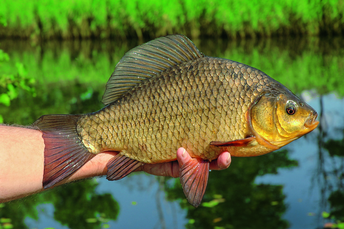 In Europa kennt man die Karausche nicht als beliebten Speisefisch. In Asien ist ihr Fleisch dagegen sehr gefragt. Foto: Archiv