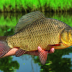 In Europa kennt man die Karausche nicht als beliebten Speisefisch. In Asien ist ihr Fleisch dagegen sehr gefragt. Foto: Archiv