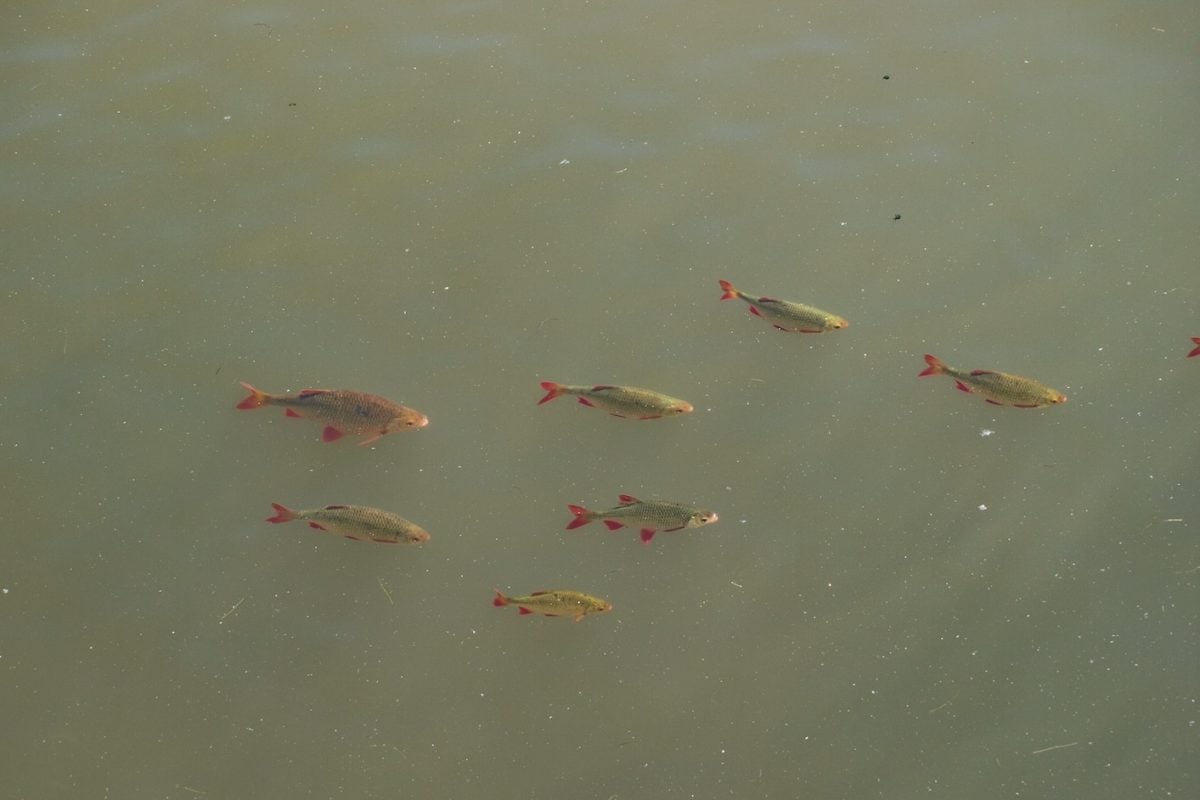 Rotfedern sind typische Schwarmfische. Die Gruppe bietet Schutz vor Räubern. Foto: A. Pawlitzki