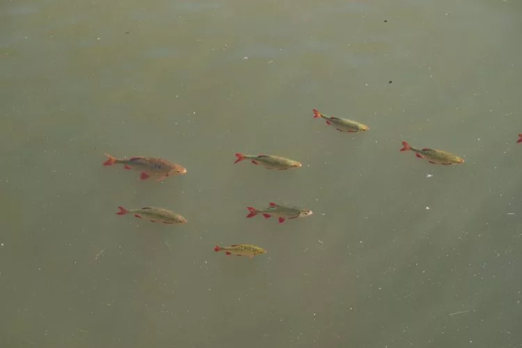 Rotfedern sind typische Schwarmfische. Die Gruppe bietet Schutz vor Räubern. Foto: A. Pawlitzki