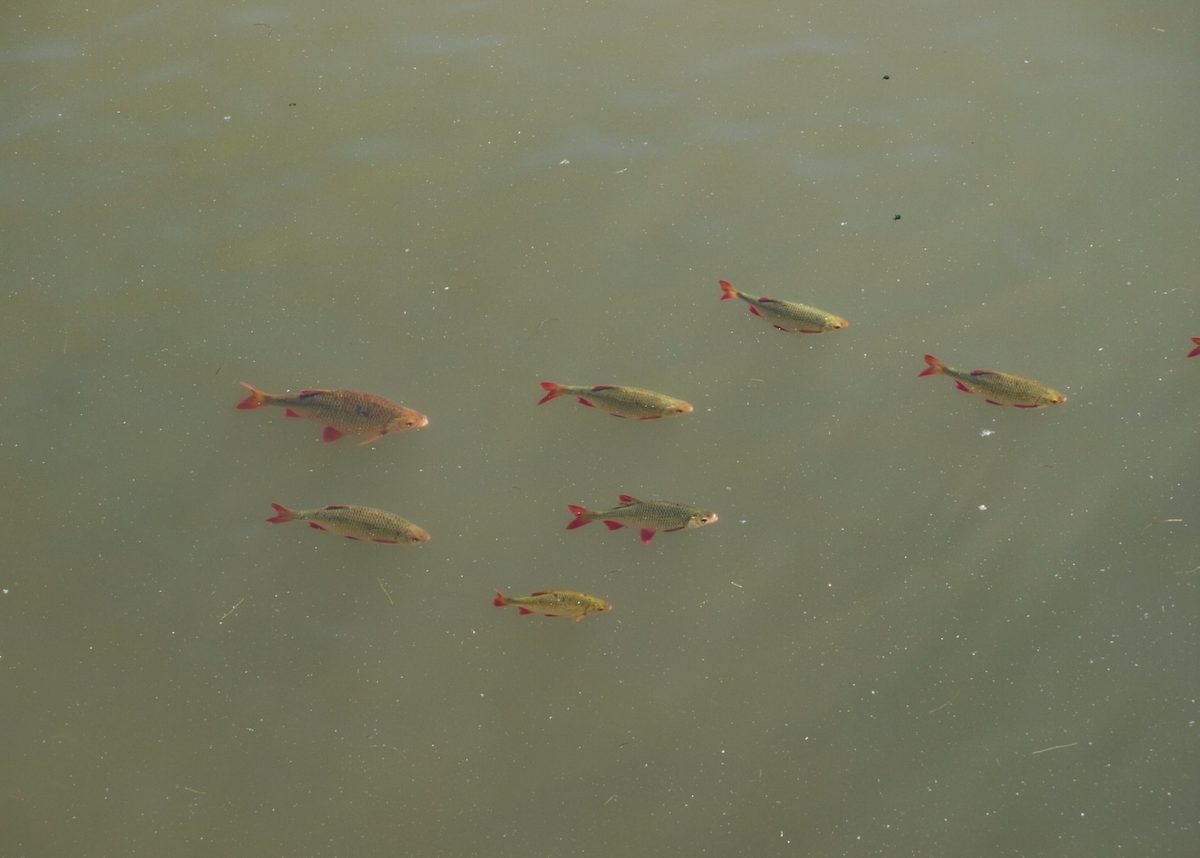 Im Schwarm oder Einzelgänger Wie sozial sind Fische? BLINKER