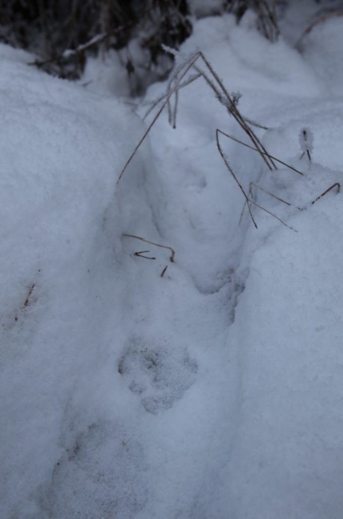 Im Schnee erkennt man Fischotterspuren am besten. In Bischofswiesen ist das Tier immer wieder ungebetener Gast. Foto: Kilian Pfeiffer