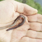 Der Angelhaken sollte immer weit genug aus dem Köder herausragen, damit er sicher im Fischmaul fassen kann. Foto: André Pawlitzki