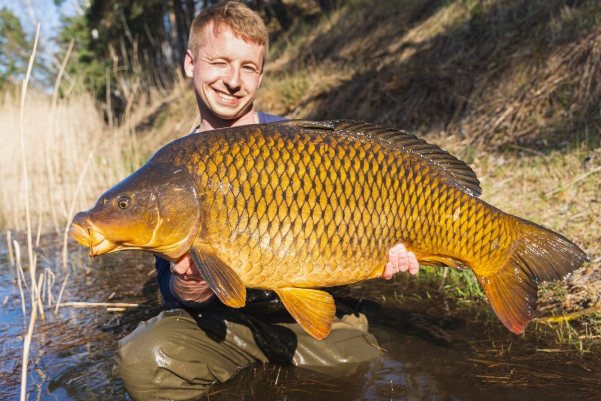 Mal einen richtig schweren Karpfen zu fangen, wie Florian Pippardt hier zeigt – das ist beim Angeln im April sehr gut machbar! Foto: F. Pippardt