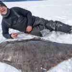 Der Heilbutt, den die drei Kanadier beim Eisangeln fangen konnten, wog 50 Kilo. Sie sprachen vom Fisch ihres Lebens. Foto: Stéphane Rivard (via YouTube)