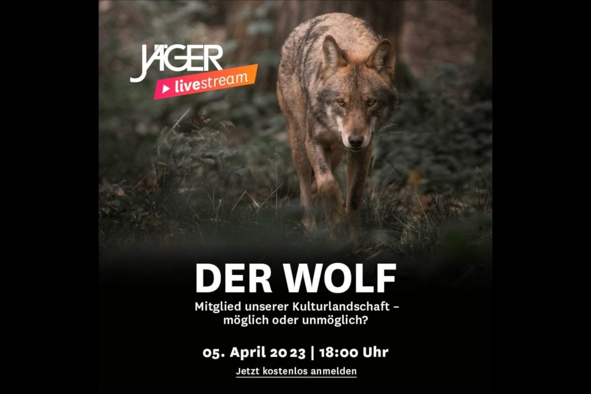 Hat der Wolf einen Platz in Deutschland? Experten diskutieren mit unseren Kollegen vom JÄGER-Magazin! Foto: JÄGER