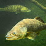 Zander unter Wasser: Mit seinen hervorstehenden Glasaugen sieht er auch im Trüben.
