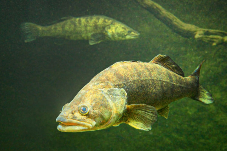 Zander unter Wasser: Mit seinen hervorstehenden Glasaugen sieht er auch im Trüben.