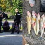 Cominsky und Runyan sprechen mit der Polizei (li.); die gefangenen Walleyes wurden aufgeschlitzt, um die Gewichte zu finden.