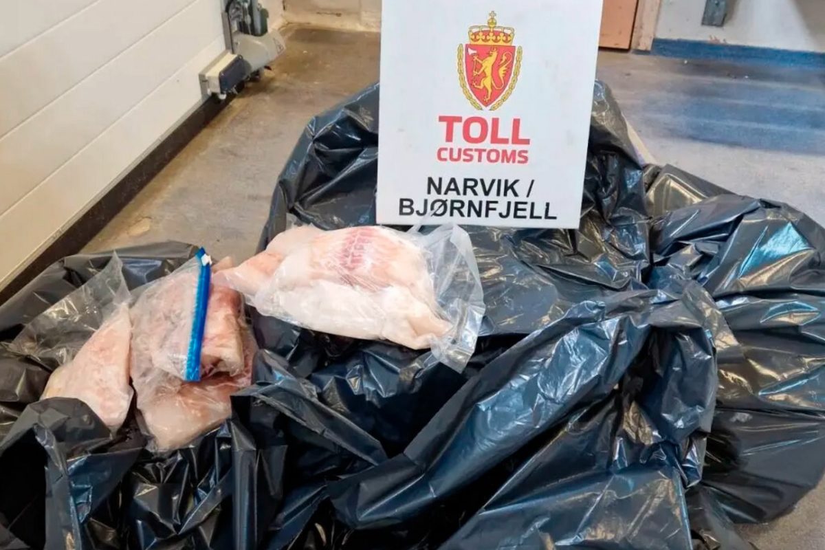 Norwegische Beamte stellten fast 100 kg Fisch sicher, die ein deutscher Fischschmuggler ausführen wollte. Foto: Zoll Norwegen