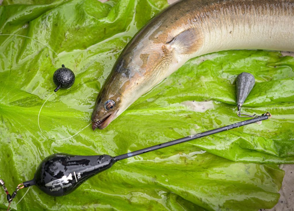 Ob Wurm oder Fisch: Im Juni läuft der Aal! Foto: W. Krause