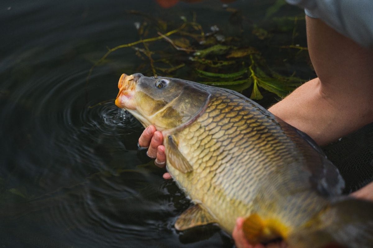 Für Karpfen und andere Fische gilt in Hessen ein Entnahmefenster. Foto: Florian Pippardt