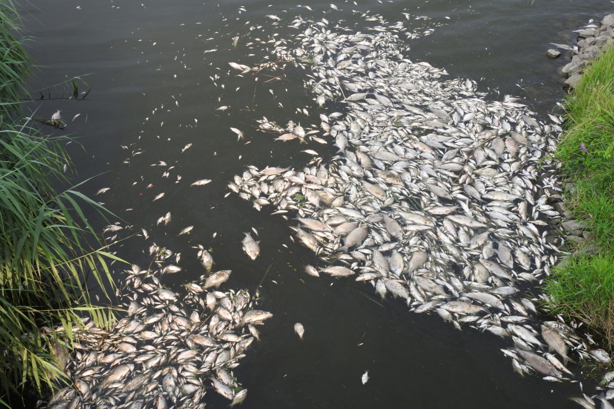 Im Sommer 2022 löste eine toxische Algenblüte ein großes Fischsterben in der Oder aus.