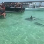 Eine Gruppe von Hammerhaien sorgte unter Badenden auf Robinson Island für Aufregung. Verletzt wurden weder Mensch noch Tier.