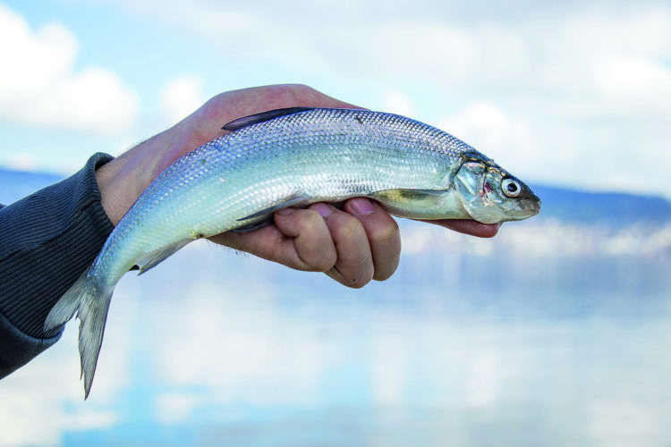 Der bzw. das Felchen ist ein exzellenter Speisefisch und auch beliebt bei Anglern. Ab 2024 gilt jedoch ein 3-jähriges Fangverbot. Foto: A. Suter / Petri Heil