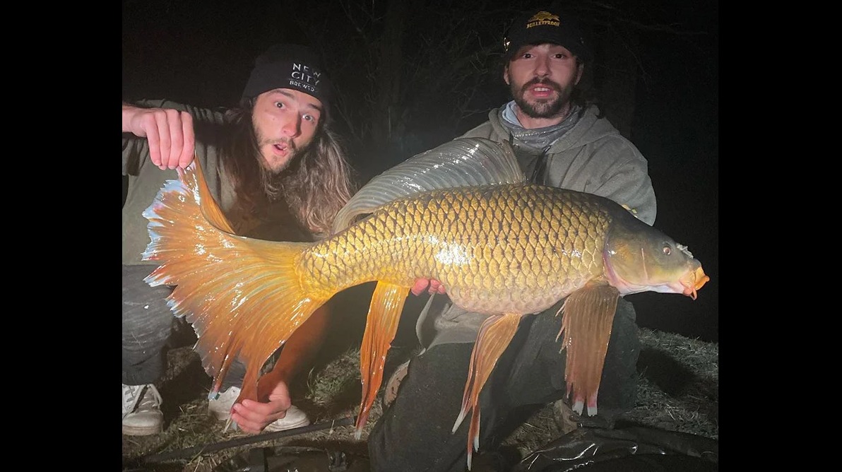 Ein wilder Koi? Angler fängt Karpfen mit Fächerschwanz BLINKER