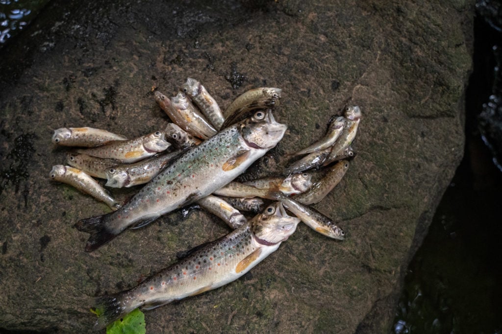 Tote Jungforellen aus diesem und dem letzten Jahr – diese offensichtlich erstickten Fische lagen auf wenigen Bachmetern tot am Gewässergrund.
