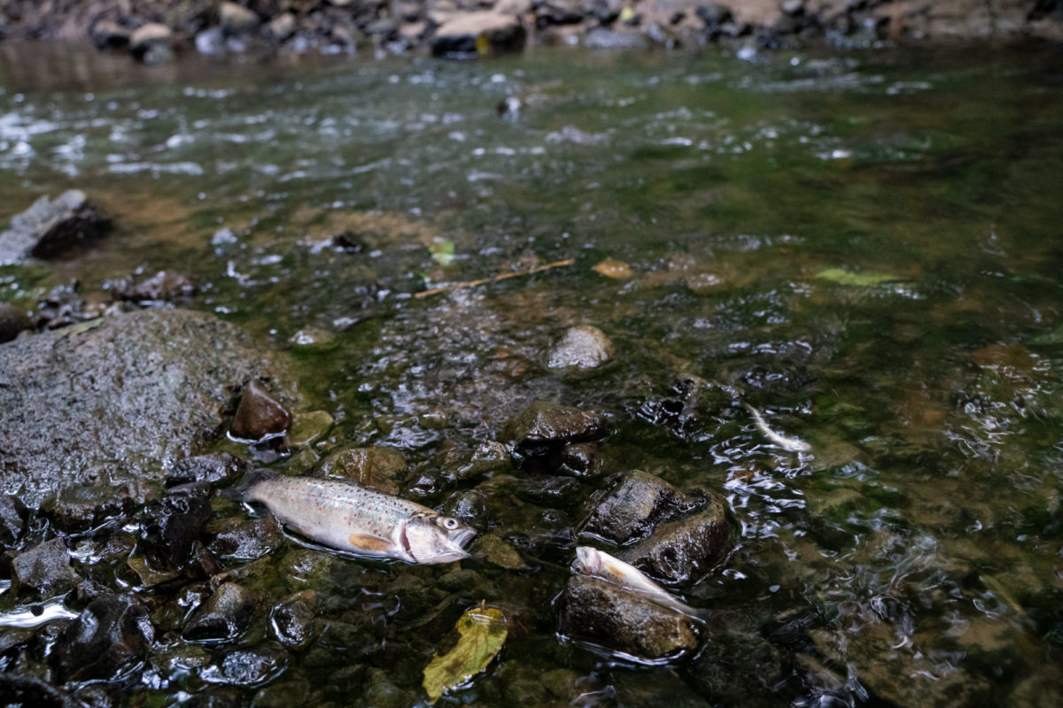 Tote Meerforellen am Ufer der Lippingau. Durch das Fischsterben drohen Verluste der Biodiversität.