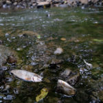 Tote Meerforellen am Ufer der Lippingau. Durch das Fischsterben drohen Verluste der Biodiversität.