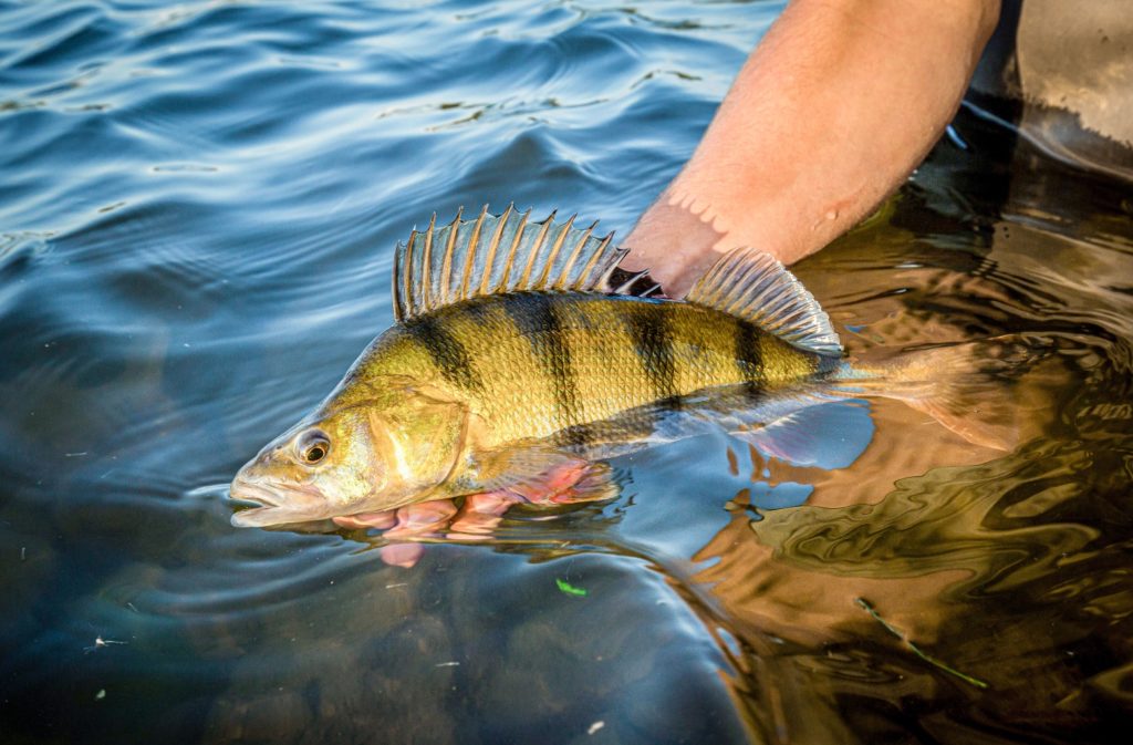 Bei hohen Temperaturen sollten Angler den Fisch möglichst kurz drillen und schnell zurücksetzen.