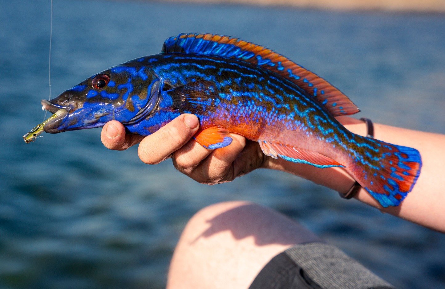 Lippfisch Norwegen