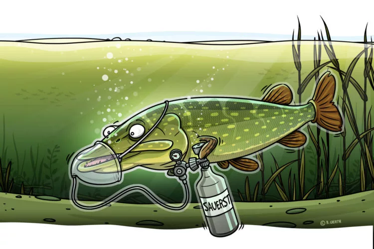Wasser und Sauerstoff: Das sind die beiden wichtigsten Stoffe für das Leben auf unserem Planeten – auch für Fische!