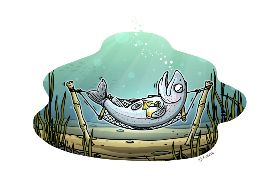 Wie auch wir Menschen, gehen es auch die meisten Fische im heißen Sommer eher ruhiger an. Wir Angler sollten sie dann nicht unnötig stressen – das tut schon der Sauerstoffmangel.
