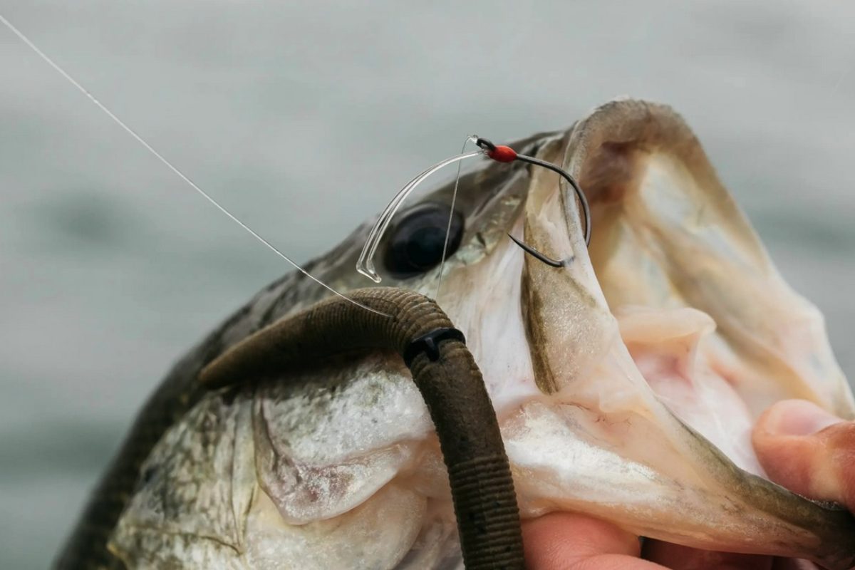 Knapp gehakt, dennoch gelandet. Das ist nur mit nadelscharfen Haken möglich – und der Mustad AlphaPoint 4.8 soll die Konkurrenz ausstechen.