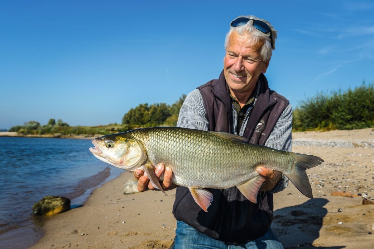 Der Rapfen-Aland ist so groß wie ein Rapfen, hat aber das oberständige Maul eines Alands. Fisch-Hybriden wie dieser kommen in unseren Gewässern häufig vor.