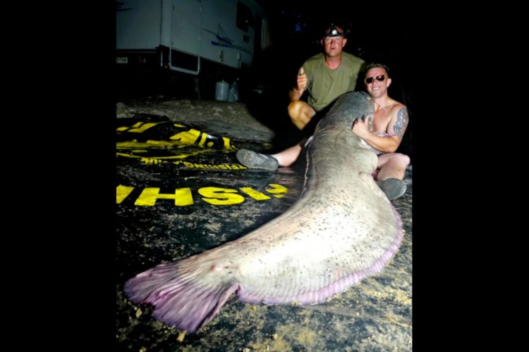 Mit 2,5 m und einem Gewicht von 111 kg ist der Wels von Dan Storey der größte Fisch seines Lebens.