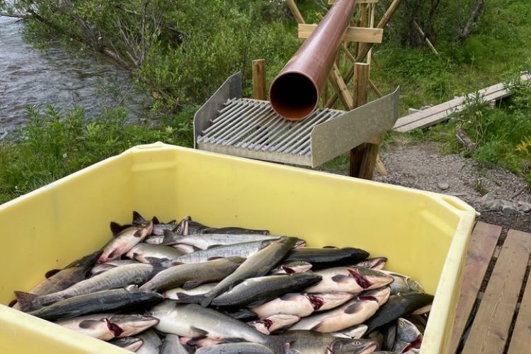 Norwegen steht zahlreichen Buckellachsen gegenüber, die in den Flüssen aufsteigen.