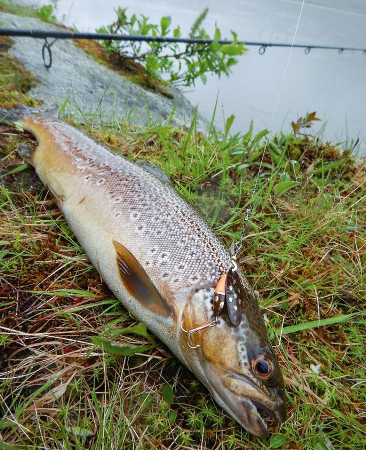 Klasse Forellen gibt’s im Bergsee, starke Lachse im Fluss.