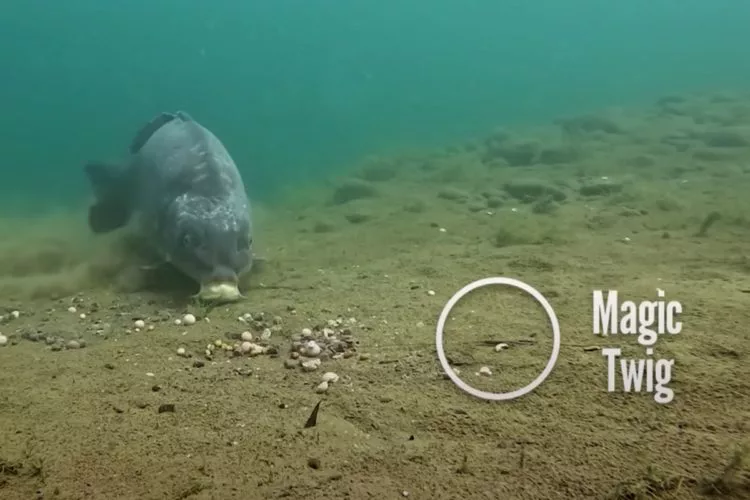 Unterwasseraufnahme eines Karpfens der sich einer Montage mit Magic Twig Rig nähert