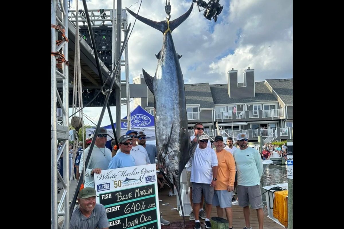 Der Marlin, den John Ols beim White Marlin Open fing, wog 290 kg. Schwerer war nur die Geldbörse des Anglers selbst: Er nahm über 6 Millionen Dollar mit nach Hause.