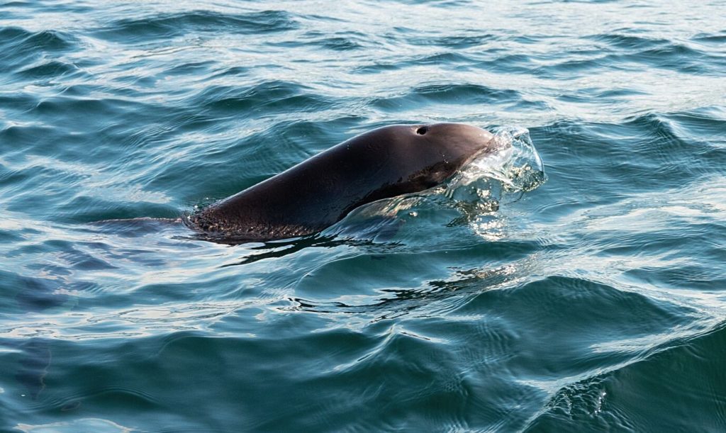Tolles Erlebnis: Schweinswale spielten über eine Stunde am Boot der Angler.