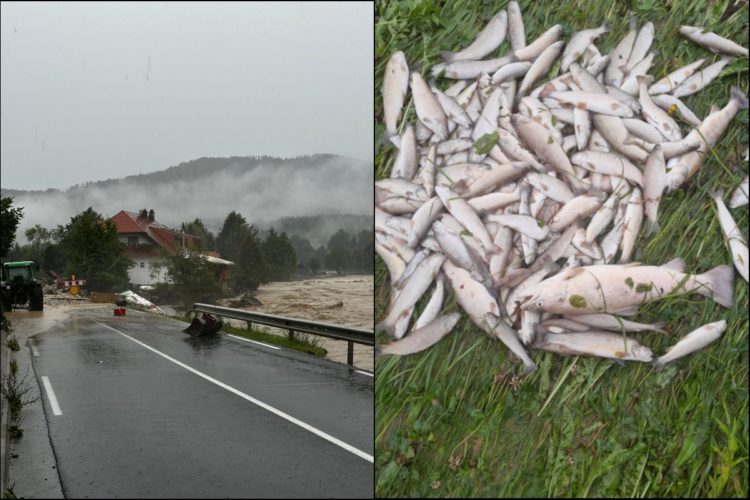 Eindrücke aus dem Savinja-Tal nach der Flutkatastrophe. Die Überschwemmung zerstörte den Lebensraum zahlloser Fische.