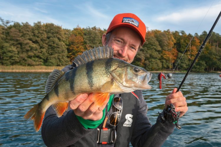 Gute Barsche von 30 cm aufwärts sind beim Angeln im September manchmal der Durchschnitt!