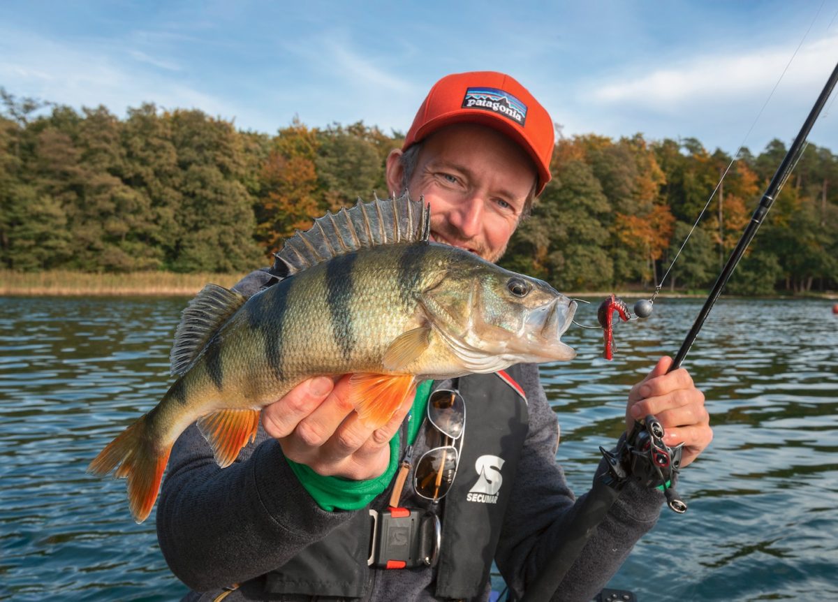 Gute Barsche von 30 cm aufwärts sind beim Angeln im September manchmal der Durchschnitt!