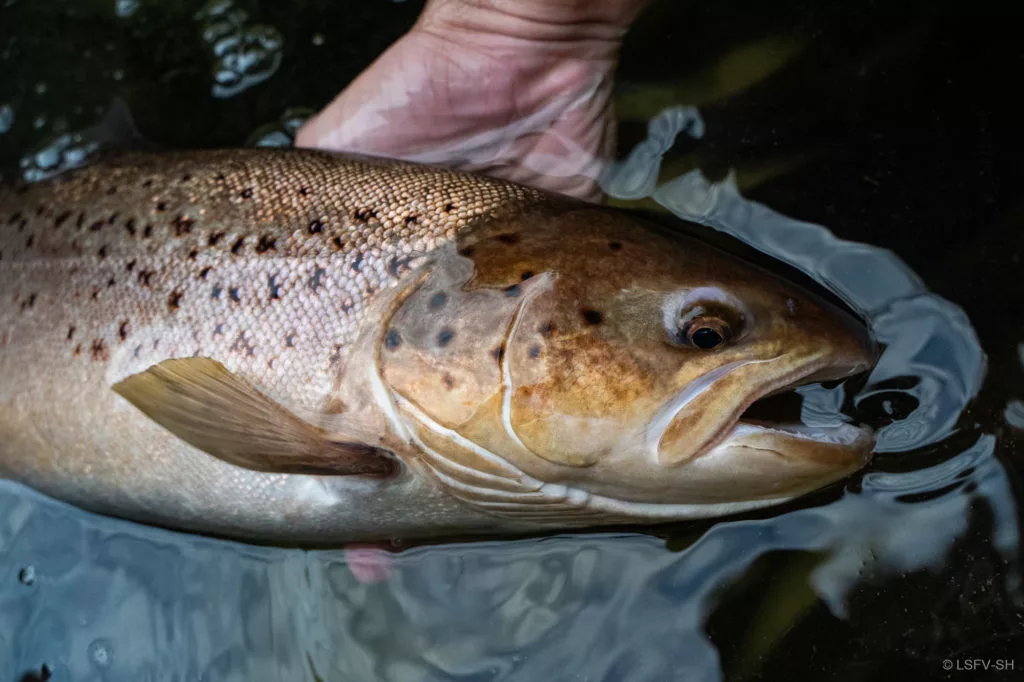 Die Elternfische kehren im Herbst auf die Kiesbänke der Jevenau zurück.