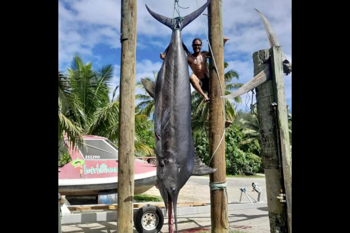 Der Angler verkaufte das Fleisch des 512 kg schweren Marlins nach dem Wiegen an die lokale Bevölkerung.