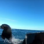 Die Robbe versucht, auf das Kayak des Anglers zu springen. Kurz darauf rammt der Hai das Boot.
