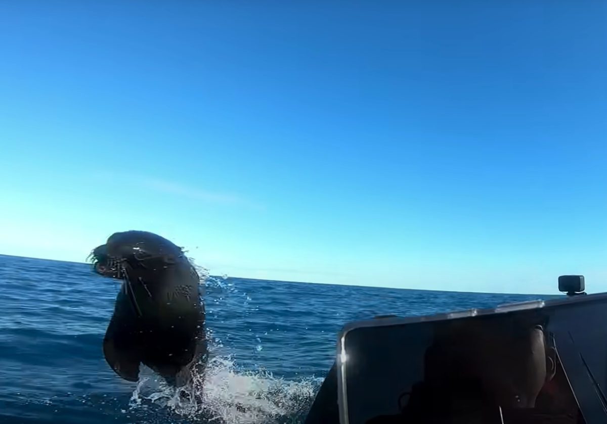 Angler filmt Robbe und Hai – und gerät selbst in Gefahr - BLINKER