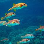 Kugelfische haben zwar keine Giftstacheln, aber jede Menge Gift in verschiedenen Körperteilen.