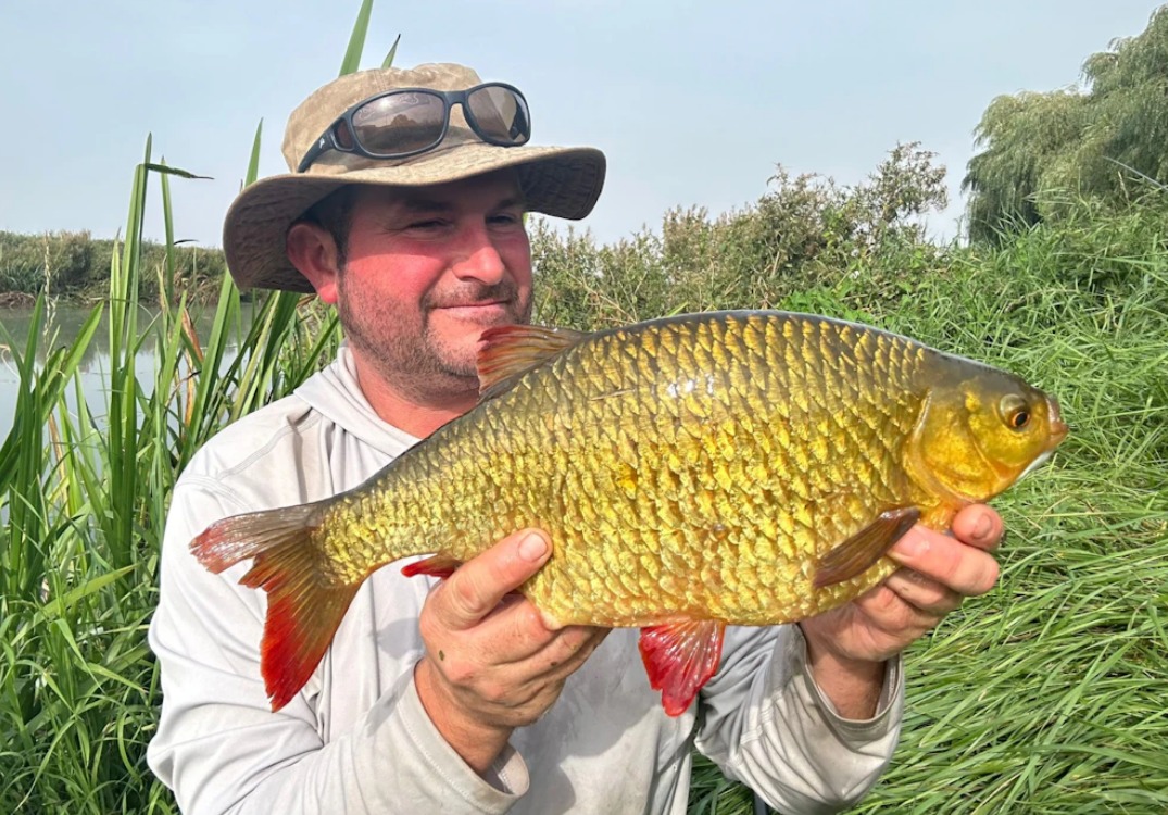 Große Rotfeder: Angler nutzt letzte Chance auf „Goldstücke“ - BLINKER