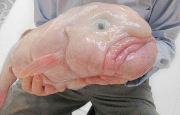 Der Blobfisch lebt eigentlich in mehreren Hundert Metern Tiefe. An der Oberfläche quillt sein ohnehin gallertartiger Körper durch den fehlenden Druck noch weiter auf.