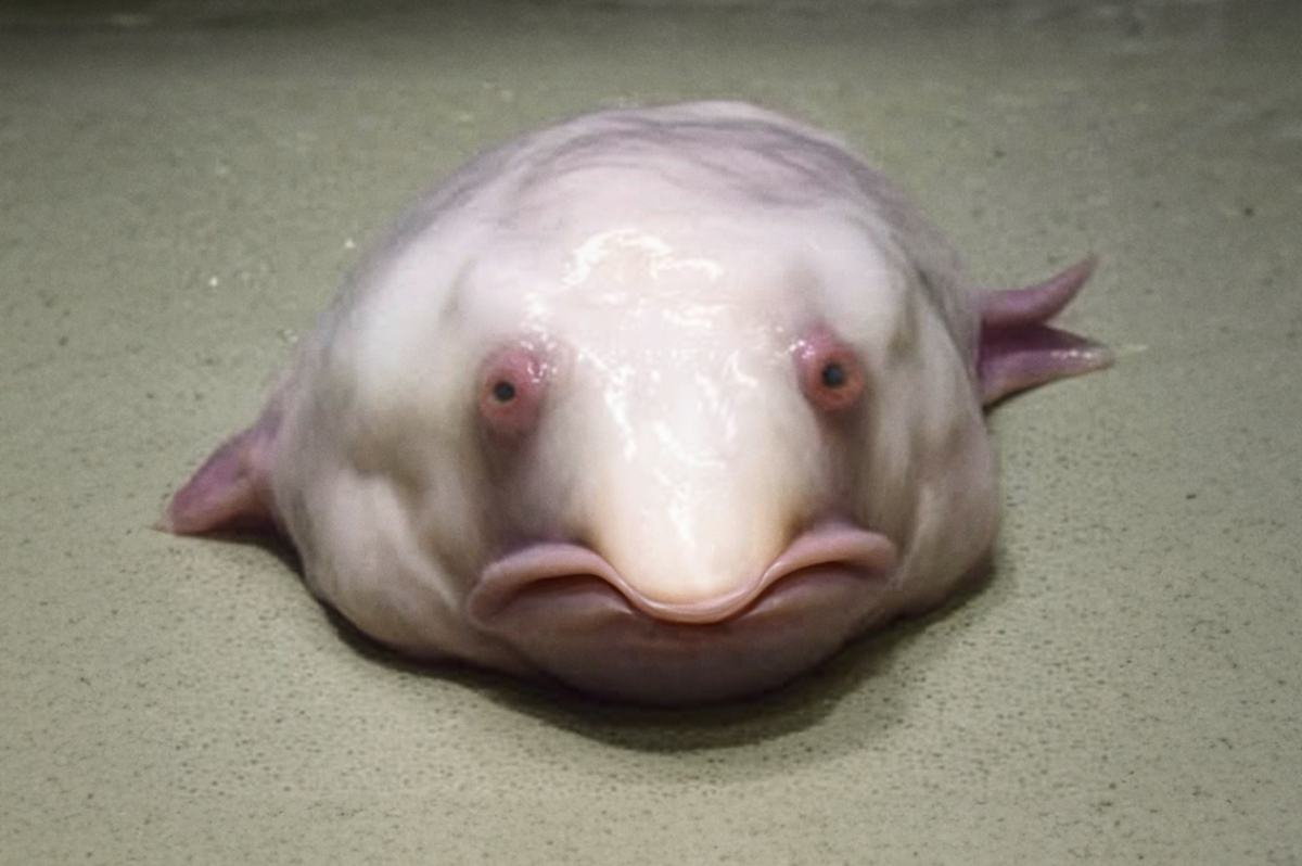 Der Blobfisch Der H sslichste Fisch Der Welt BLINKER Der Blobfisch Der H sslichste Fisch Der Welt BLINKER