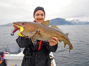 Dorsch: Den Nordmeer-Leoparden können Sie zahlreich und in allen Größen vor Skjervøy fangen.