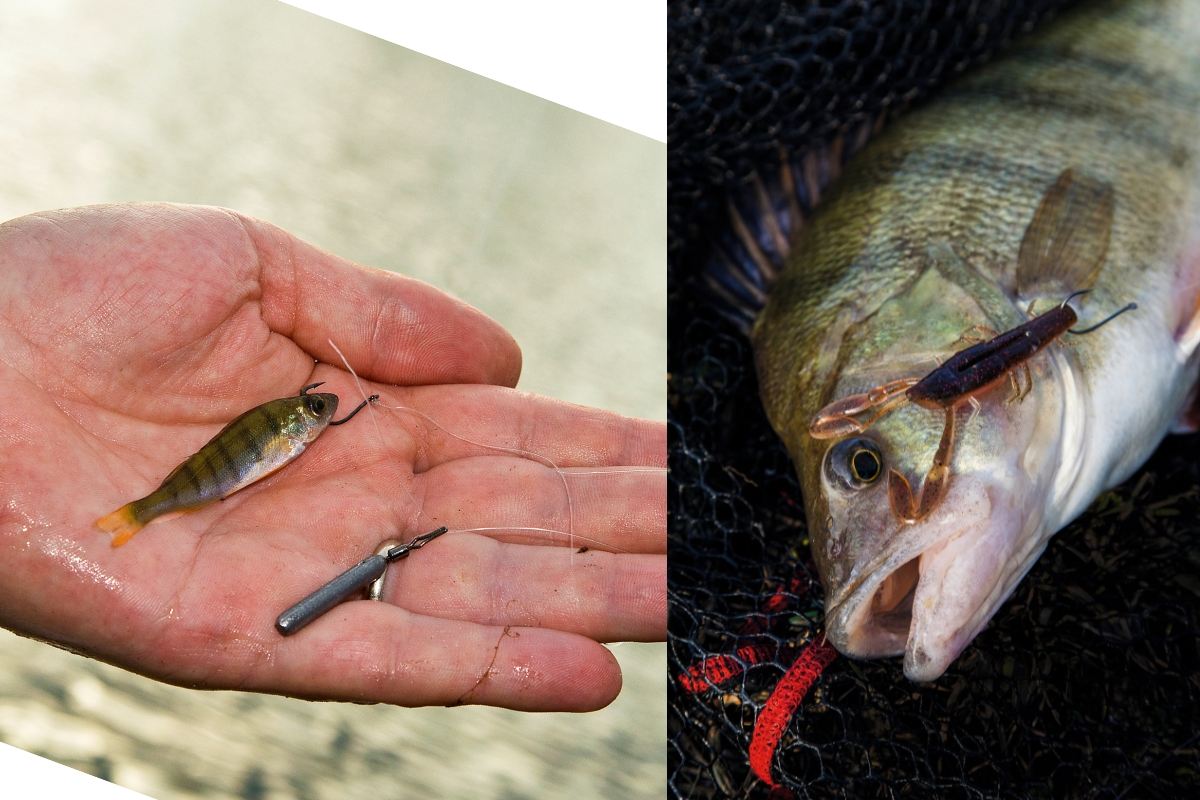 Natur- und Kunstköder für Drop-Shot auf Barsch